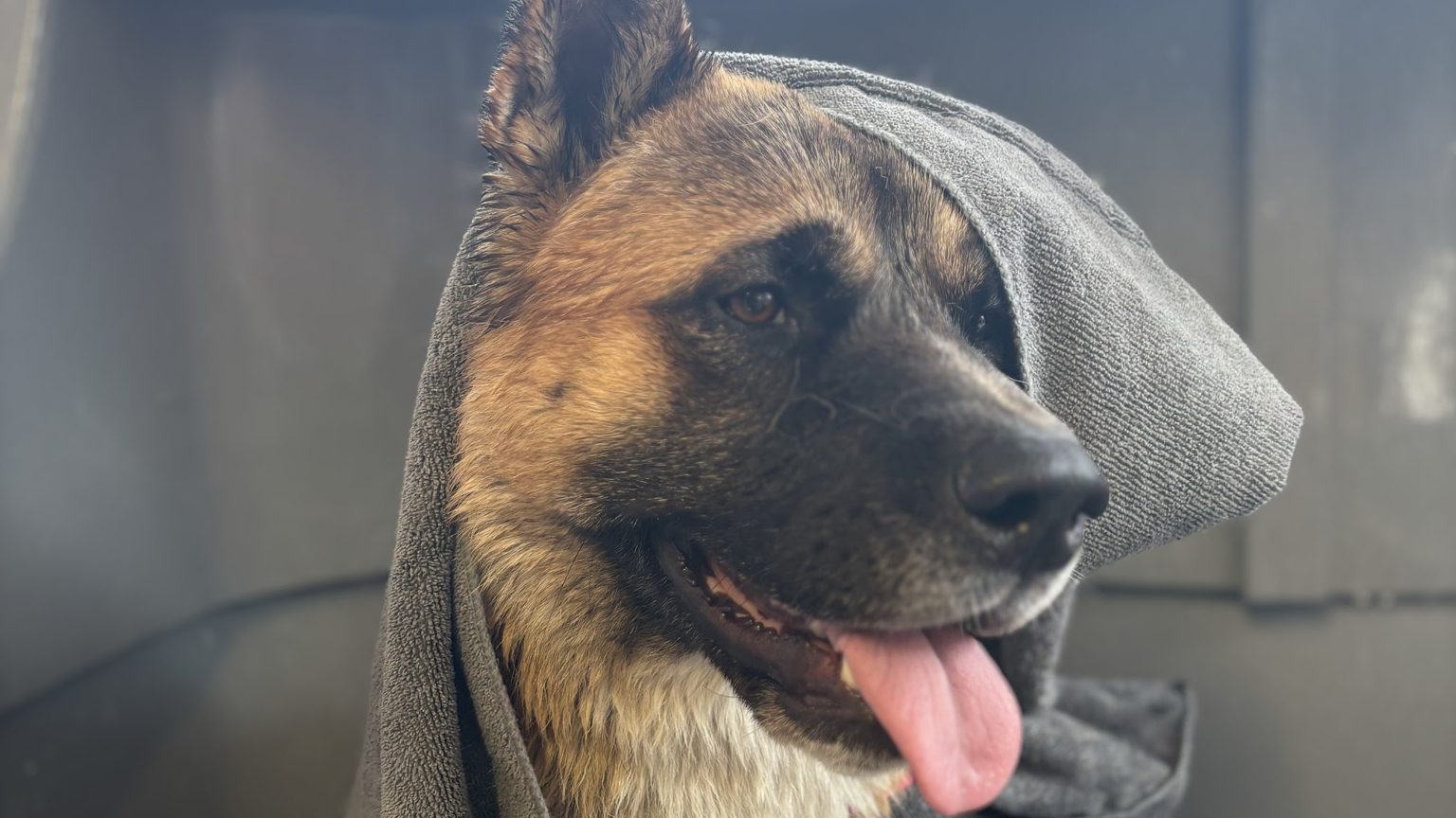 A German Shepherd wrapped in a grey towel after a bath, tongue out
