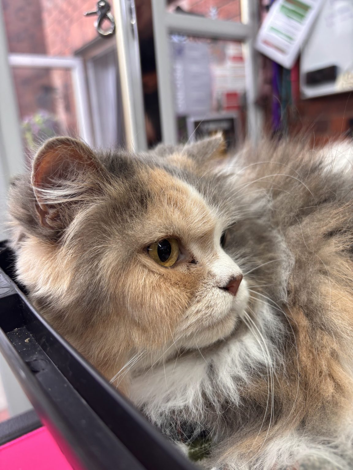 A fluffy long haired tortoiseshell cat relaxing in our salon