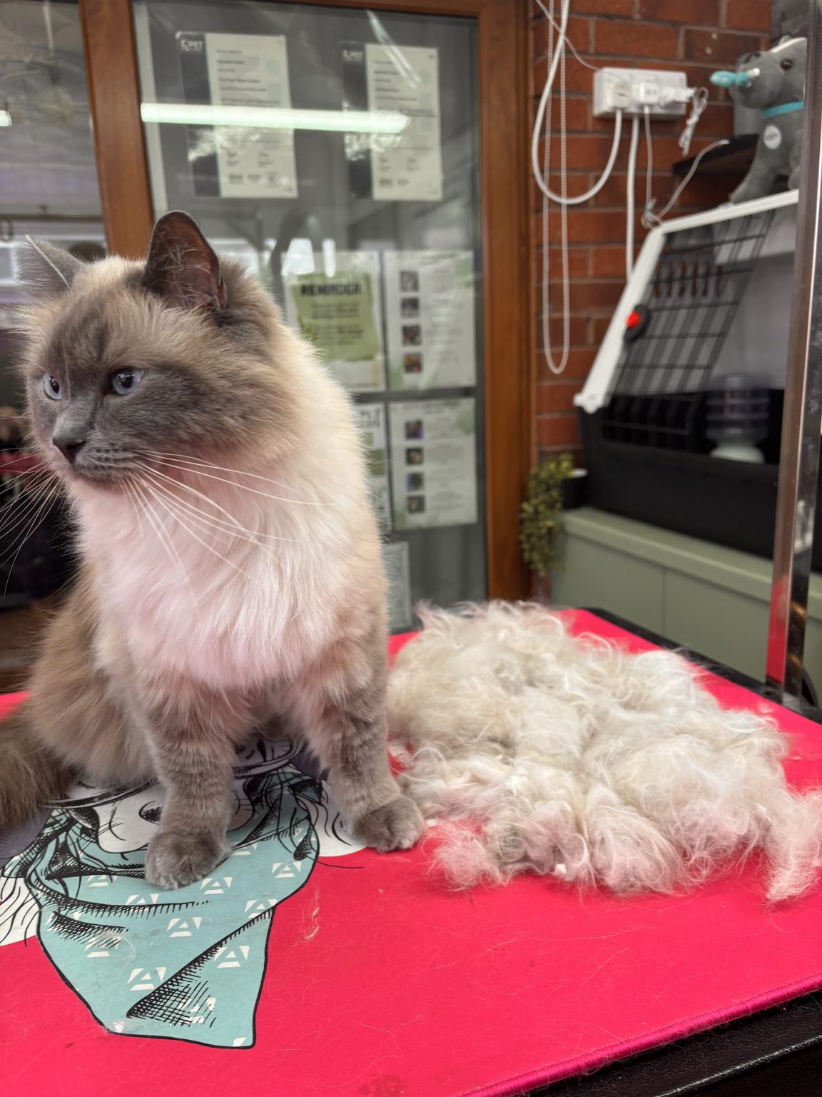 A long haired cat on our grooming table beside the loose coat removed during a de-shed