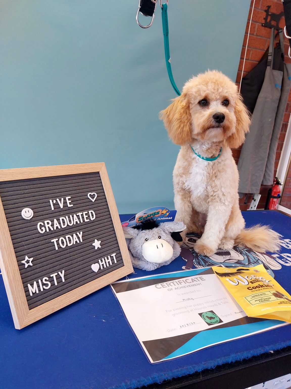 A cockapoo puppy with a letter board reading I've graduated today, Misty