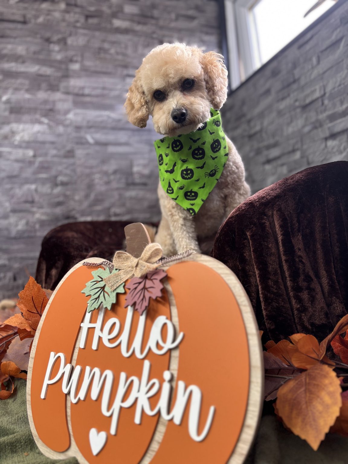 A small poodle in an autumn bandana sitting by a Hello Pumpkin display
