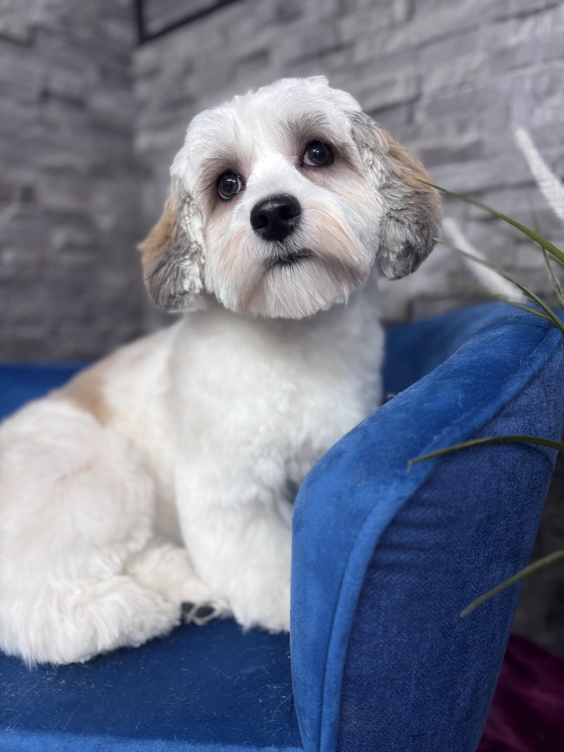 A white and tan small dog on a blue velvet sofa after a groom
