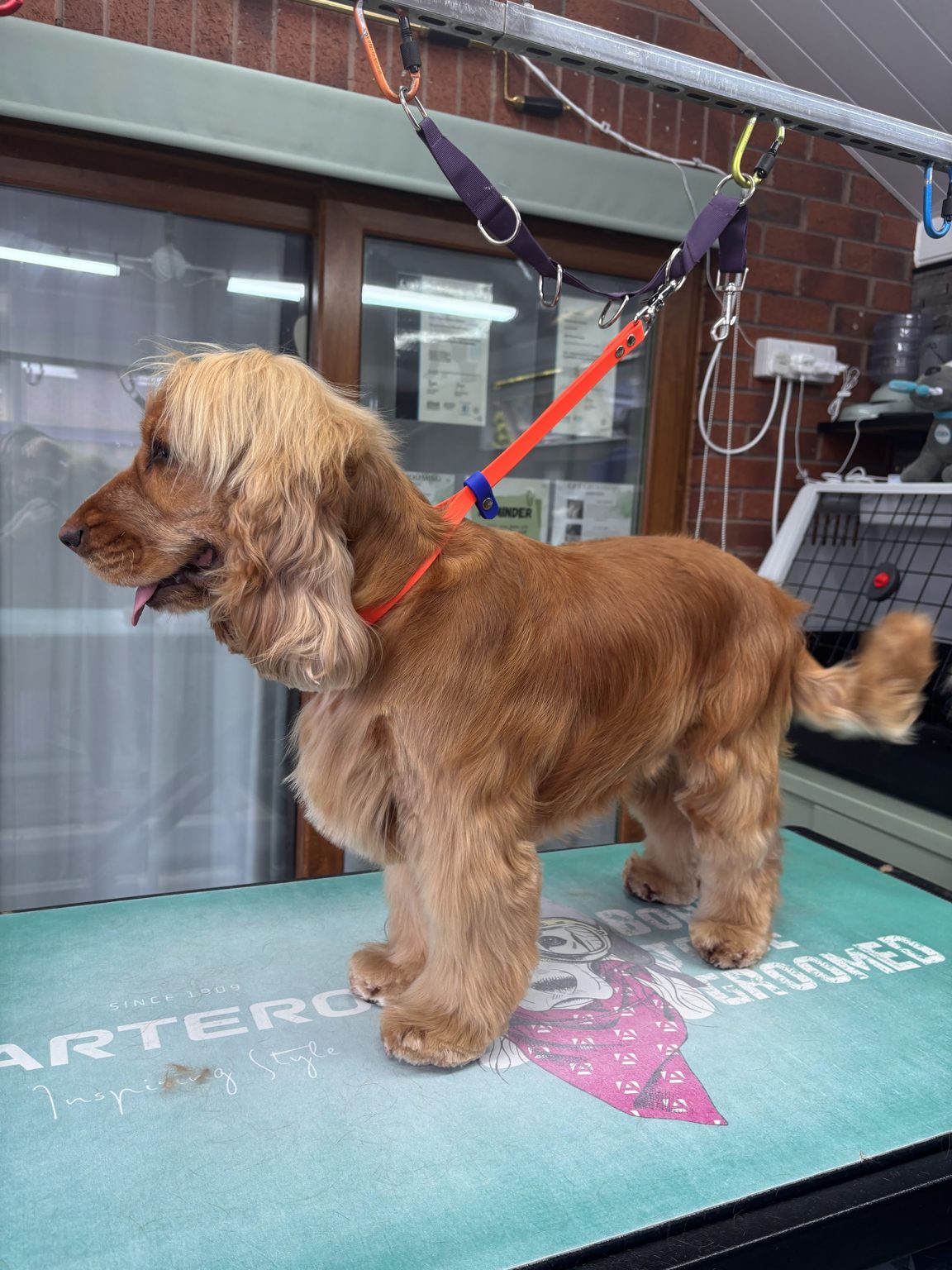 A red cocker spaniel standing calmly on our grooming table in the salon