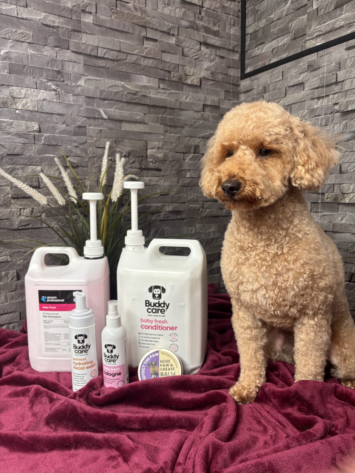 An apricot poodle cross sitting beside grooming products in our salon